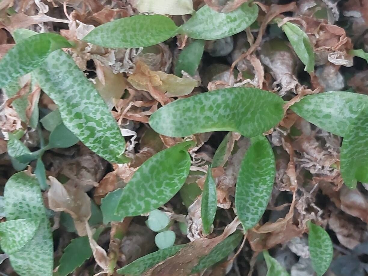 Ledebouria parvifolia — search result for 'Ledebouria'