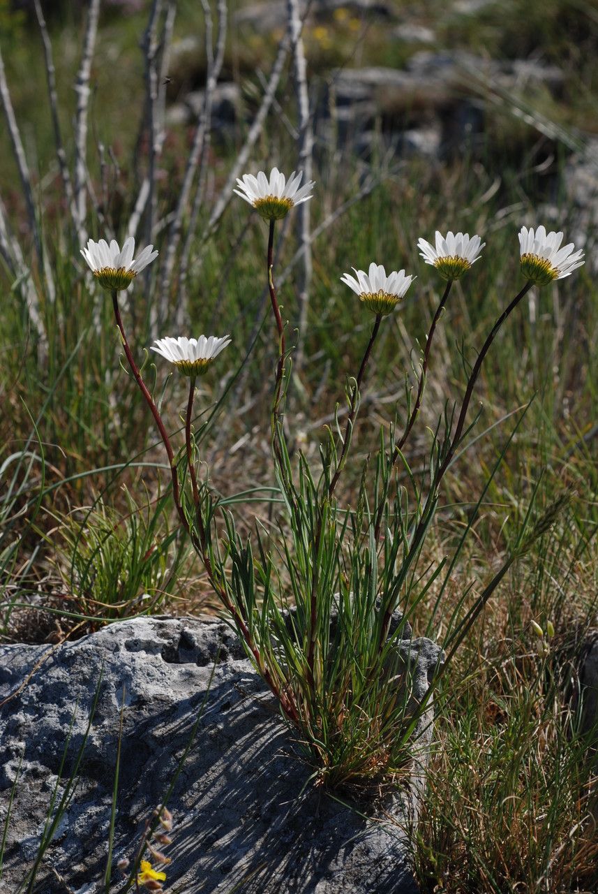 Leucanthemum burnatii habit