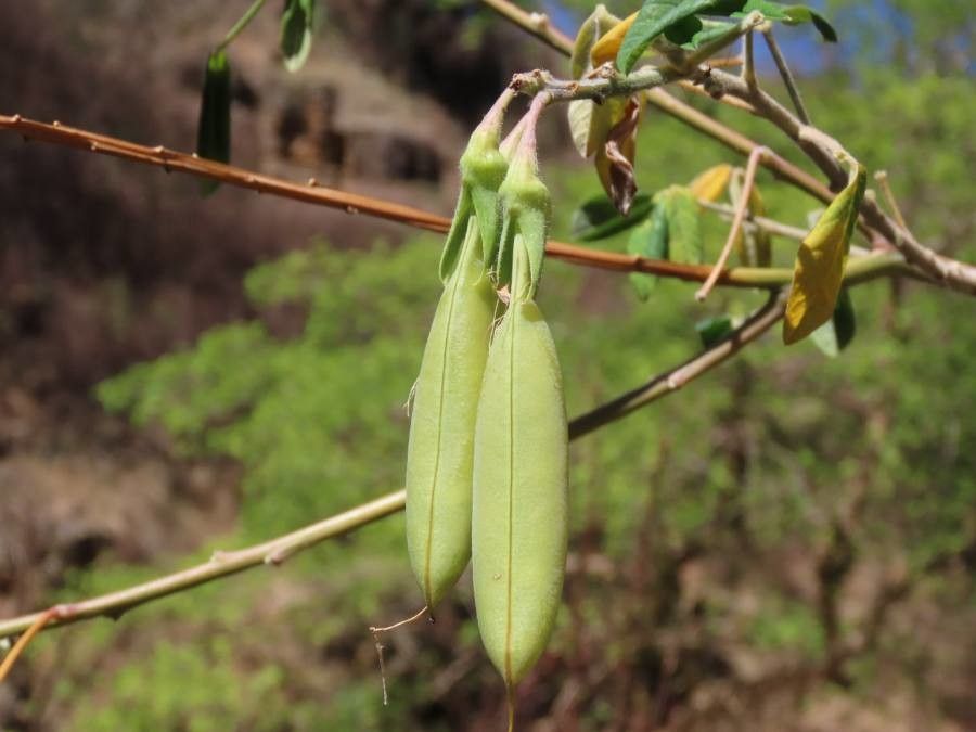 Crotalaria agatiflora fruit