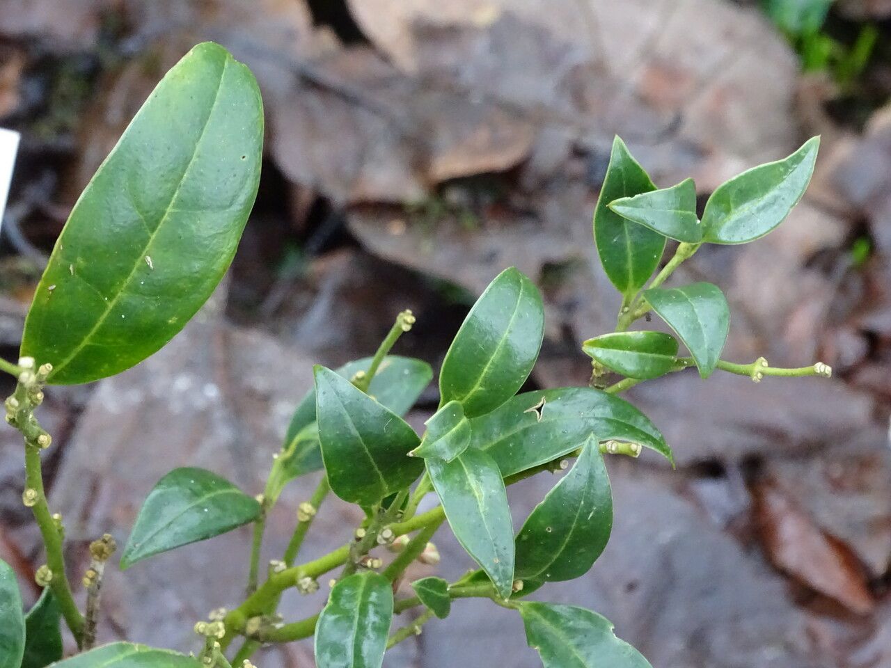 Sarcococca hookeriana leaf