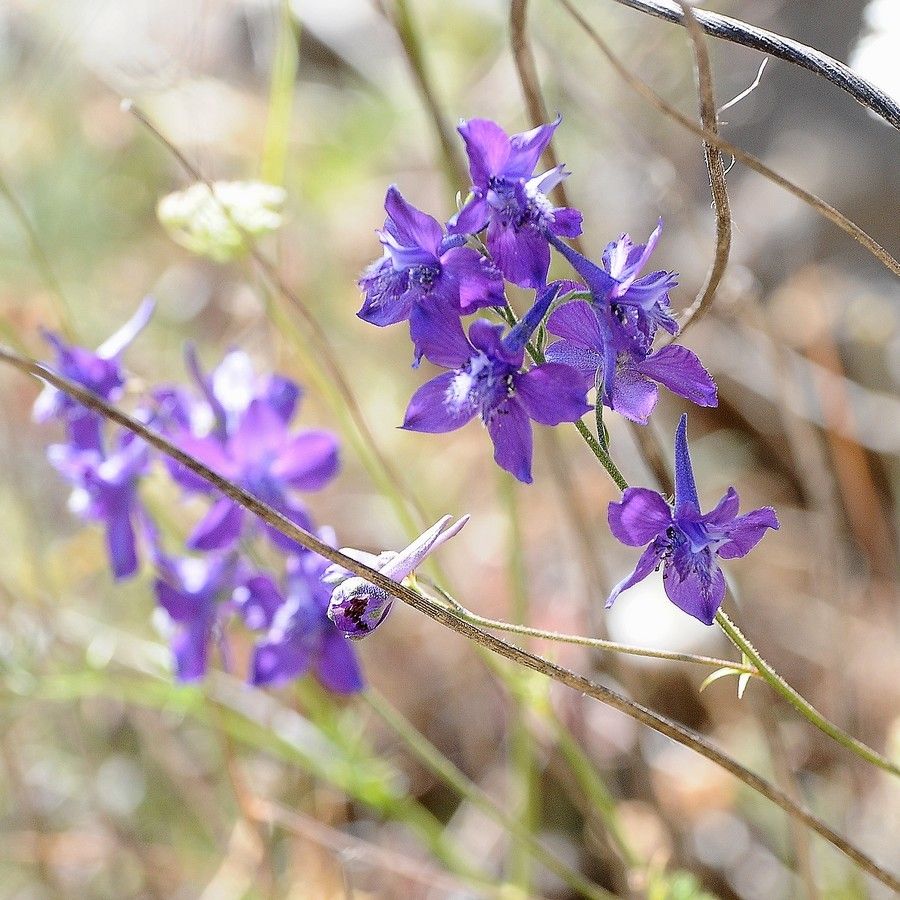 Delphinium patens flower