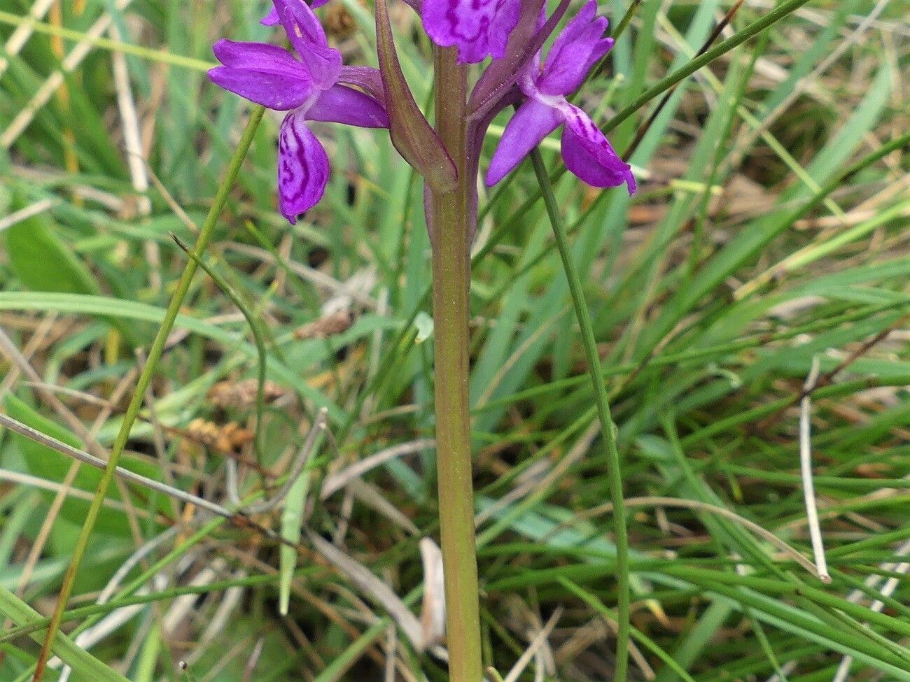 Dactylorhiza traunsteineri bark