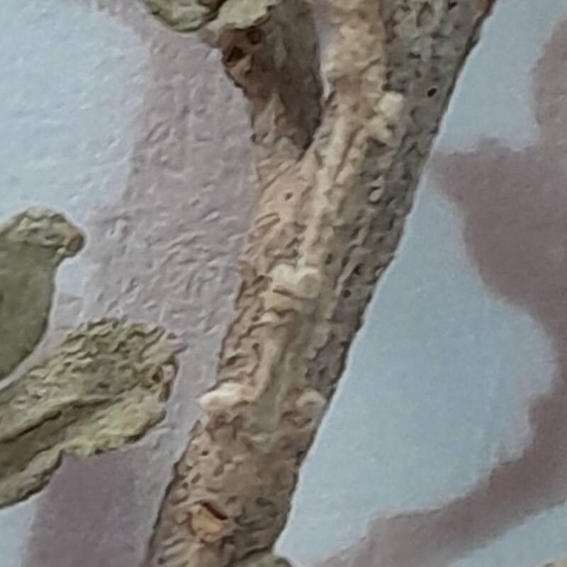 Atriplex sagittifolia bark