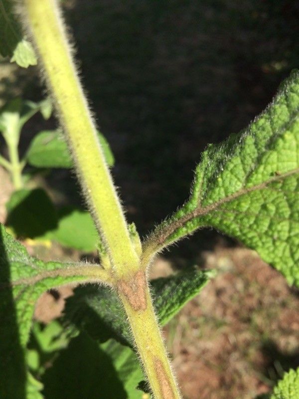 Stachytarpheta mutabilis bark