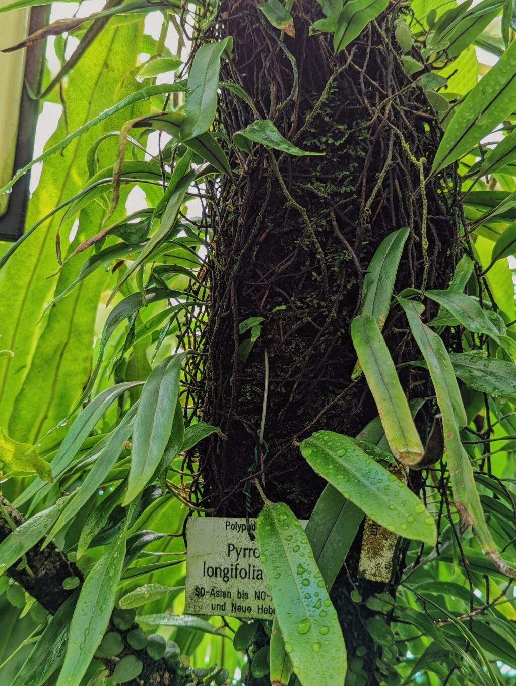 Pyrrosia longifolia habit