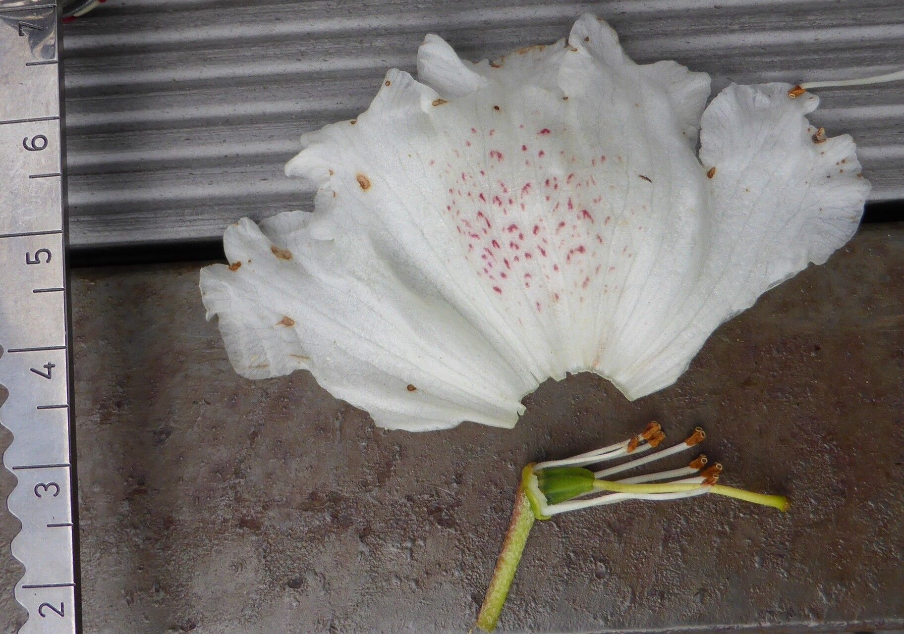 Rhododendron taliense flower