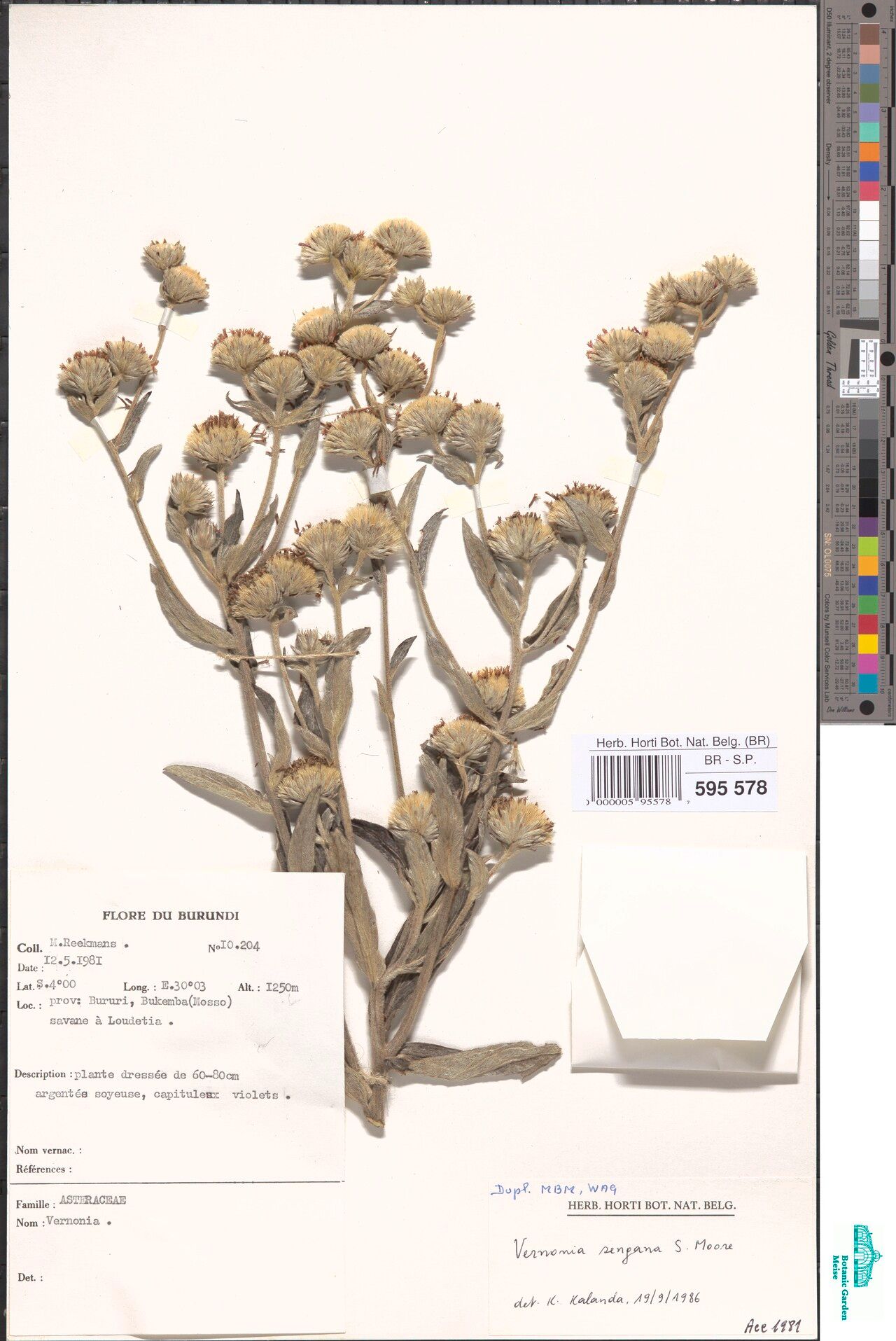 Vernonia sengana — houseplant care guide