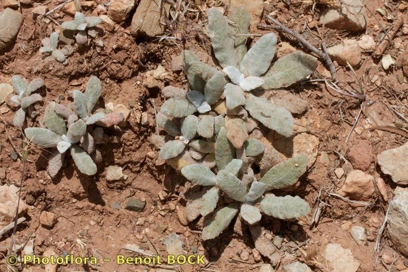 Salvia phlomoides habit