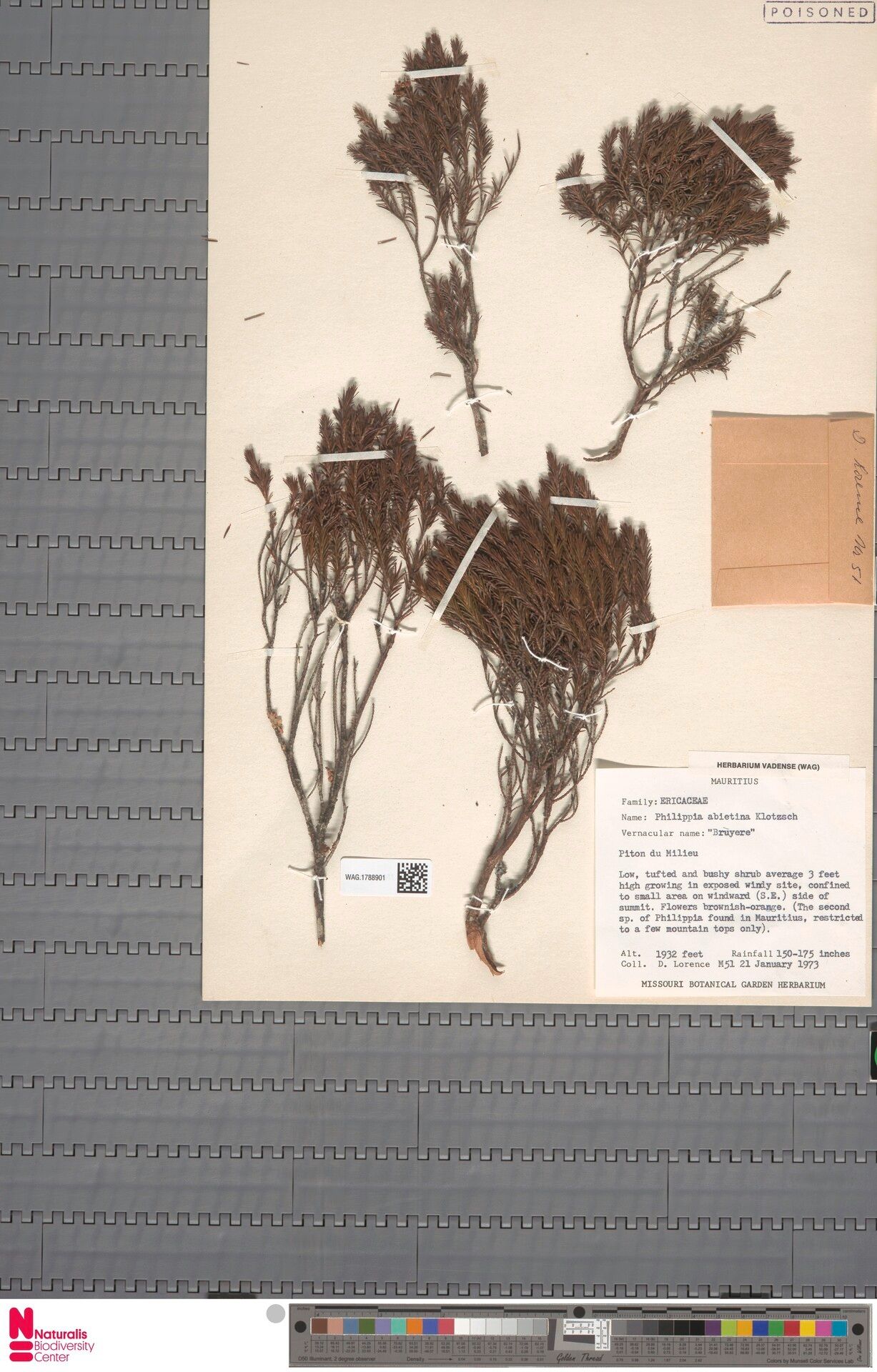 Erica mauritiensis — search result for 'Erica'