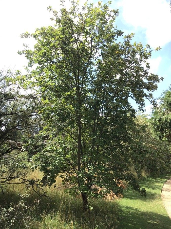 Sorbus porrigentiformis habit