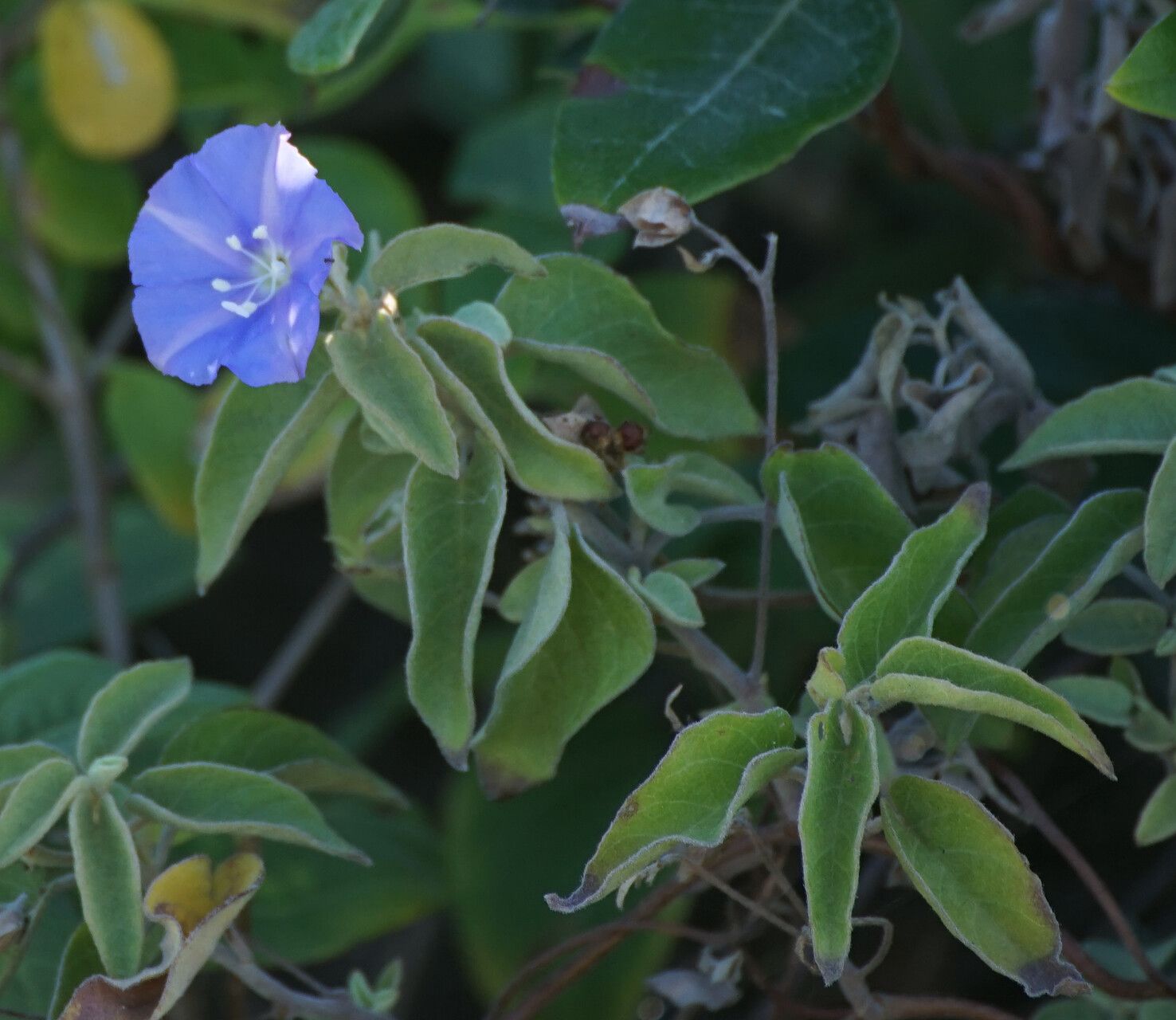 Jacquemontia cumanensis — related species from the same genus