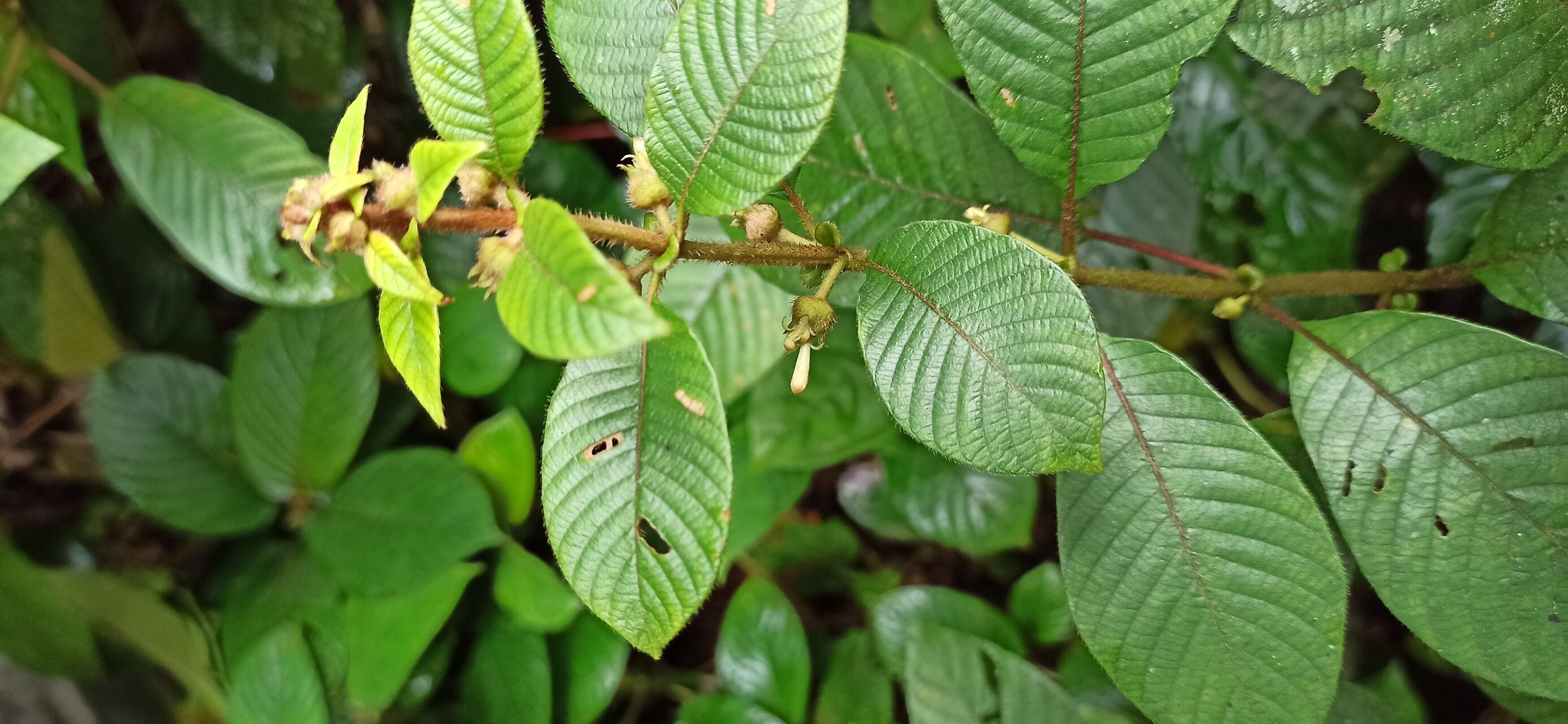 Sabicea capitellata leaf