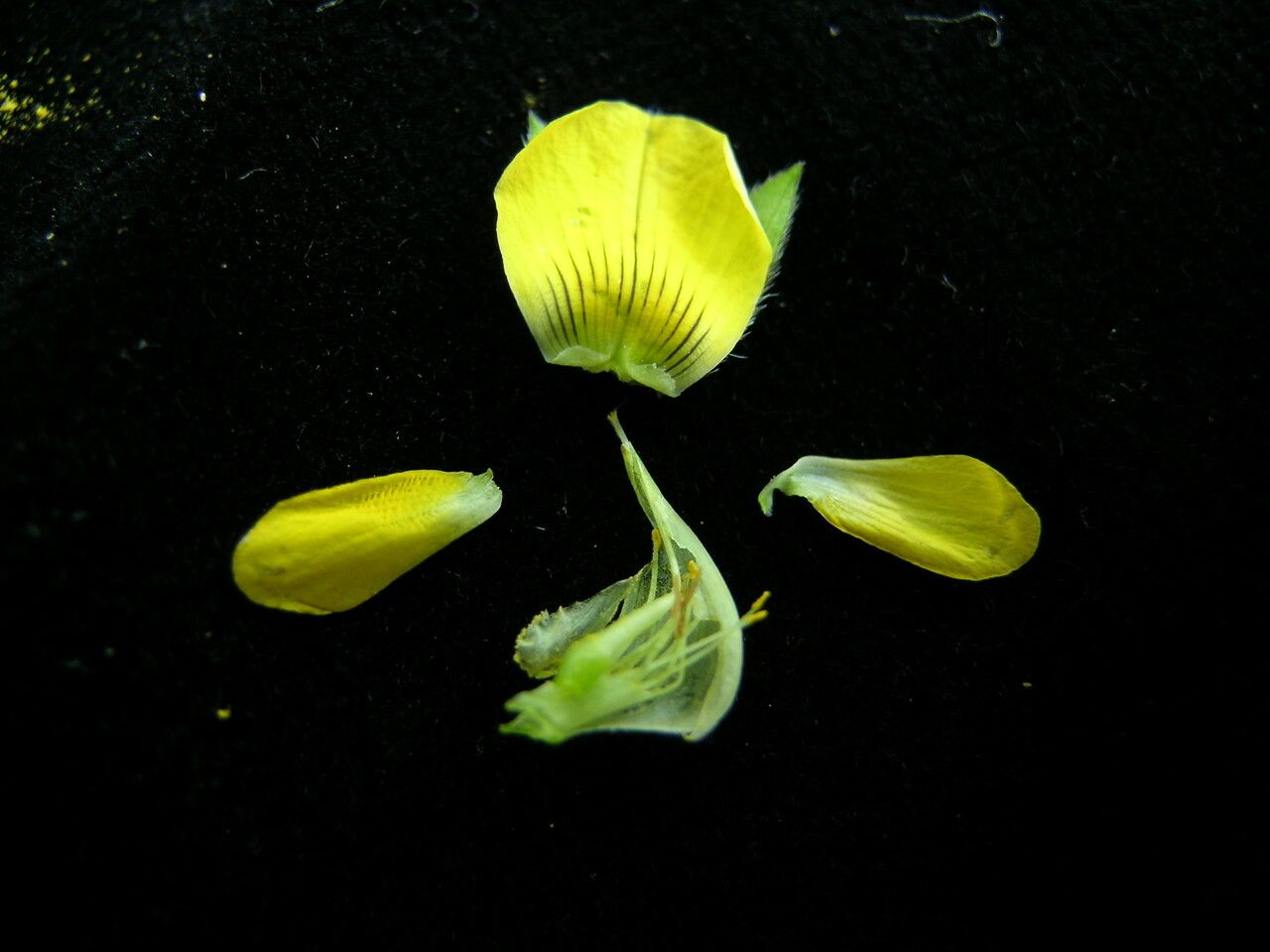 Crotalaria albida fruit