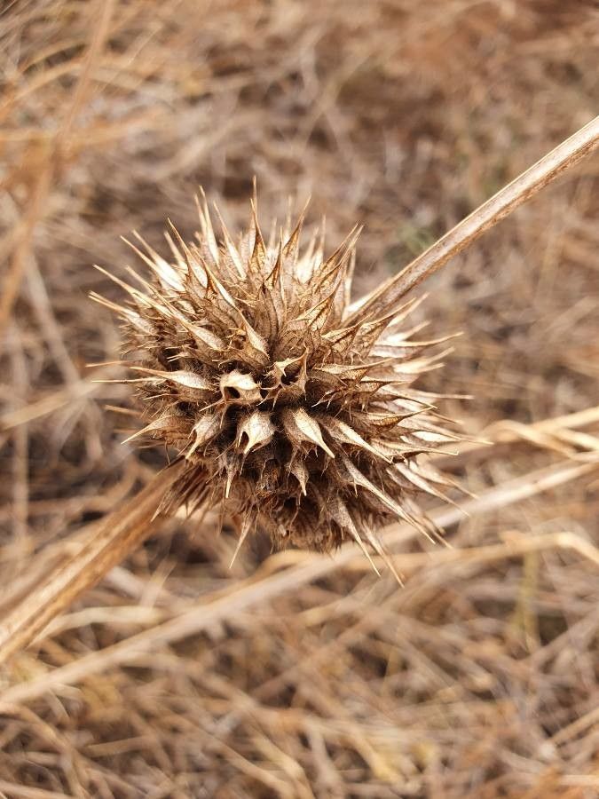 Leonotis nepetifolia fruit