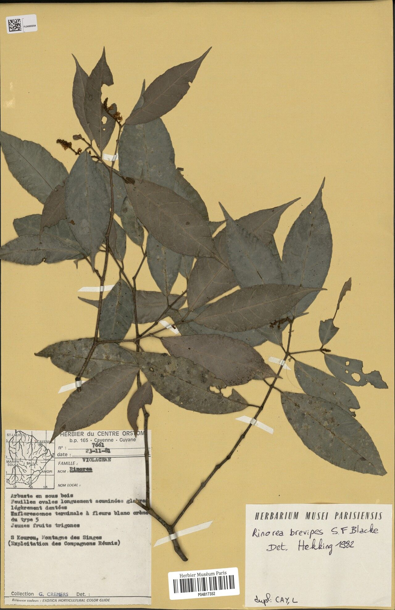 Rinorea brevipes leaf