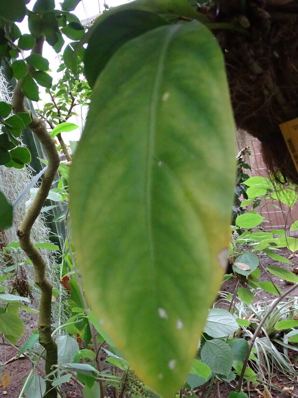 Anthurium cubense leaf