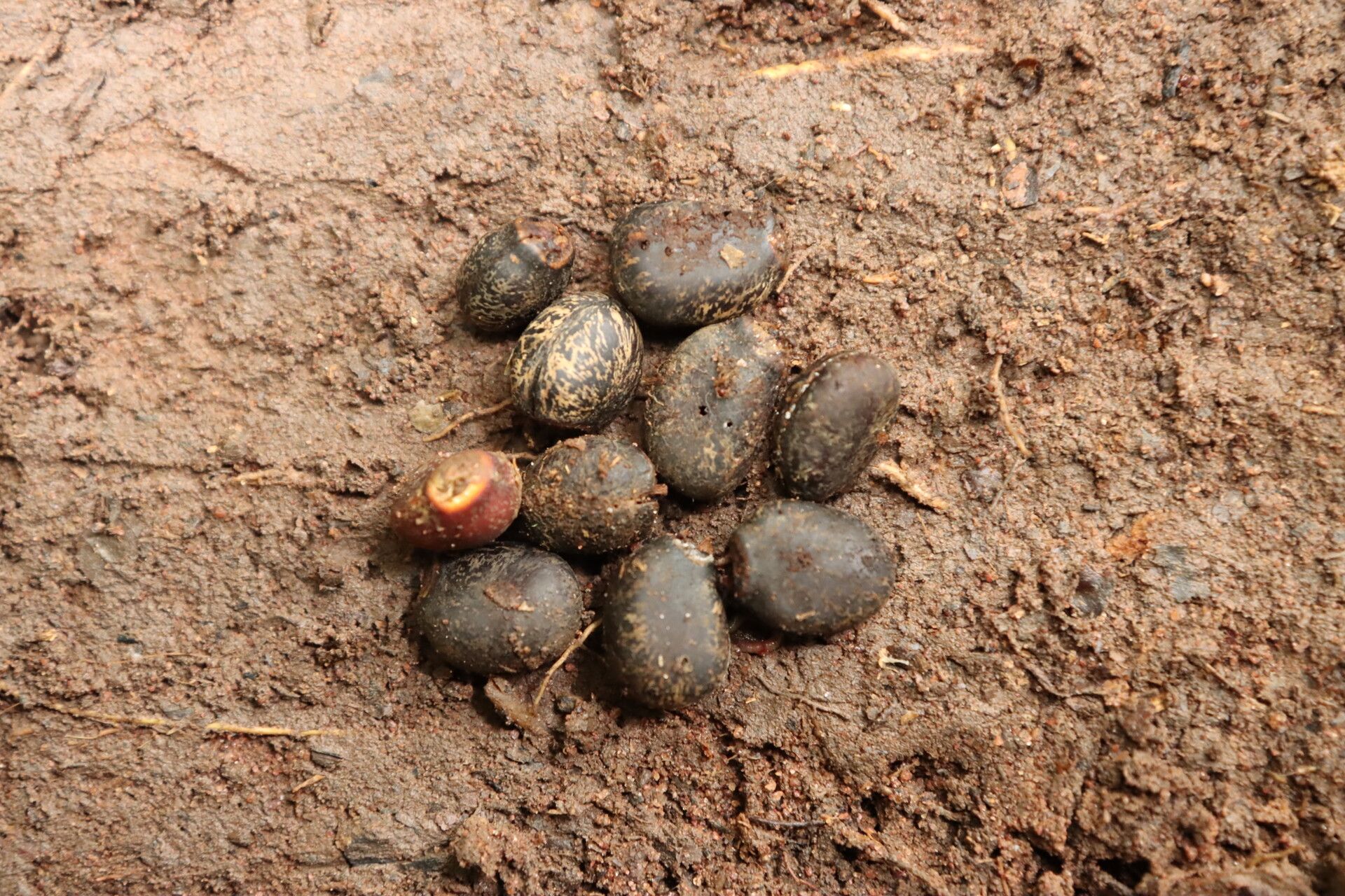 Xylopia letestui fruit
