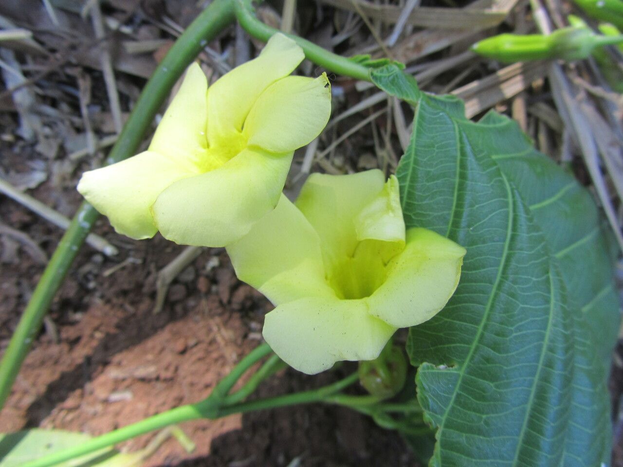 Odontadenia macrantha flower
