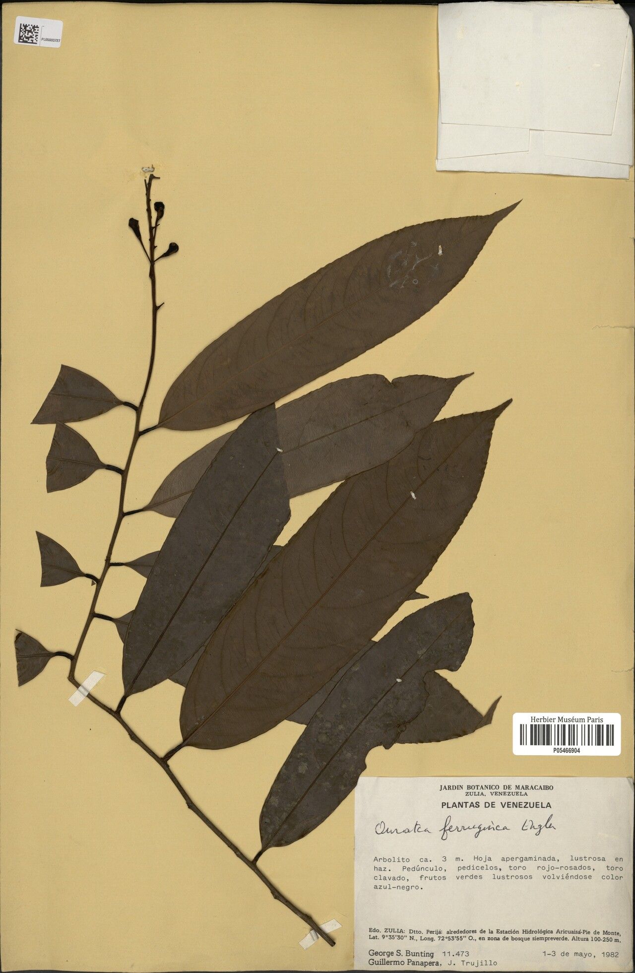 Ouratea ferruginea — houseplant care guide