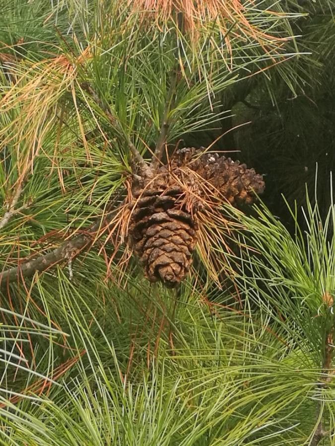 Pinus armandi fruit