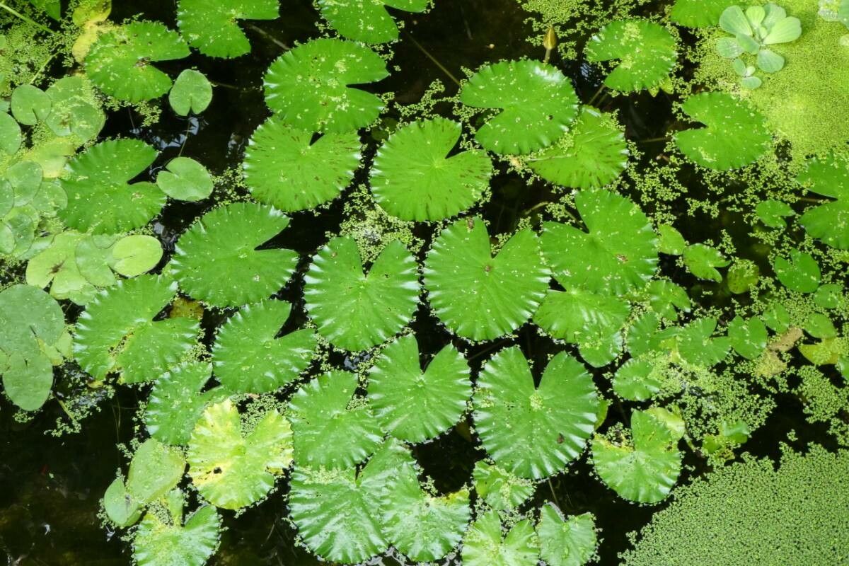 Nymphaea lotus leaf