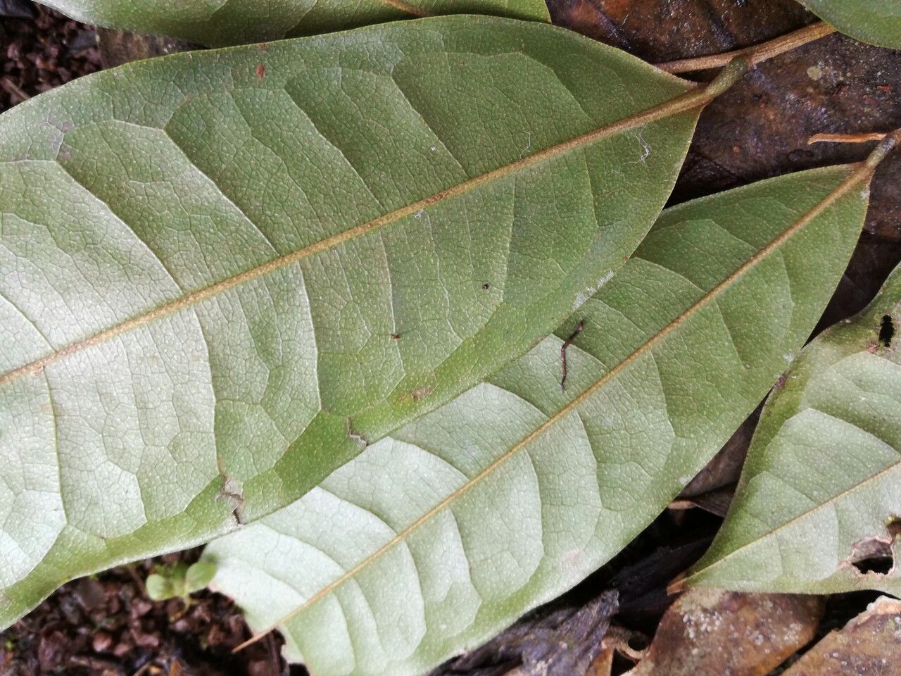 Duguetia panamensis leaf