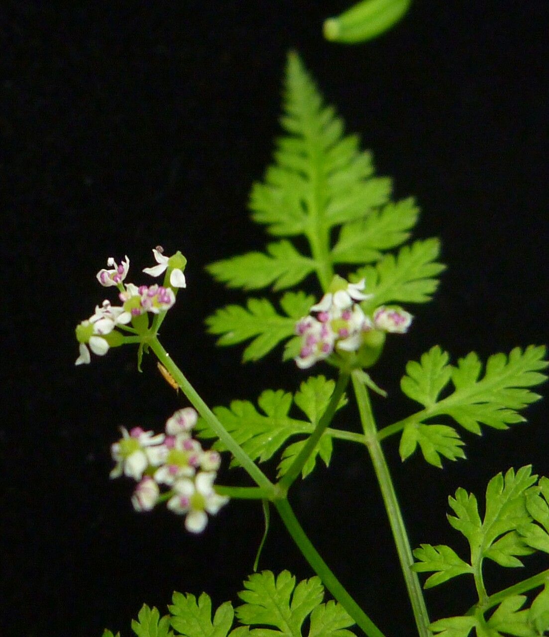 Chaerophyllum villosum habit