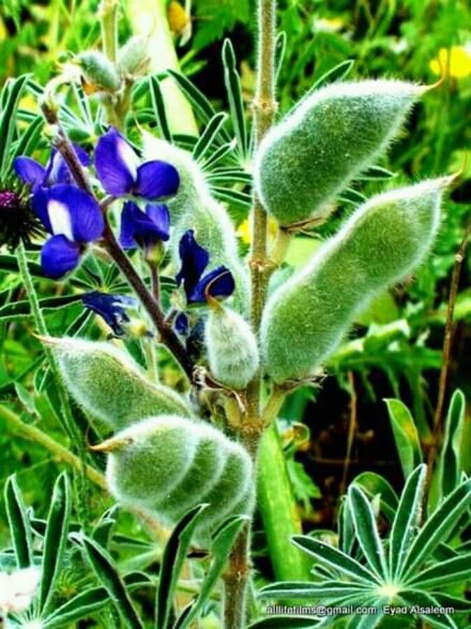 Lupinus pilosus fruit