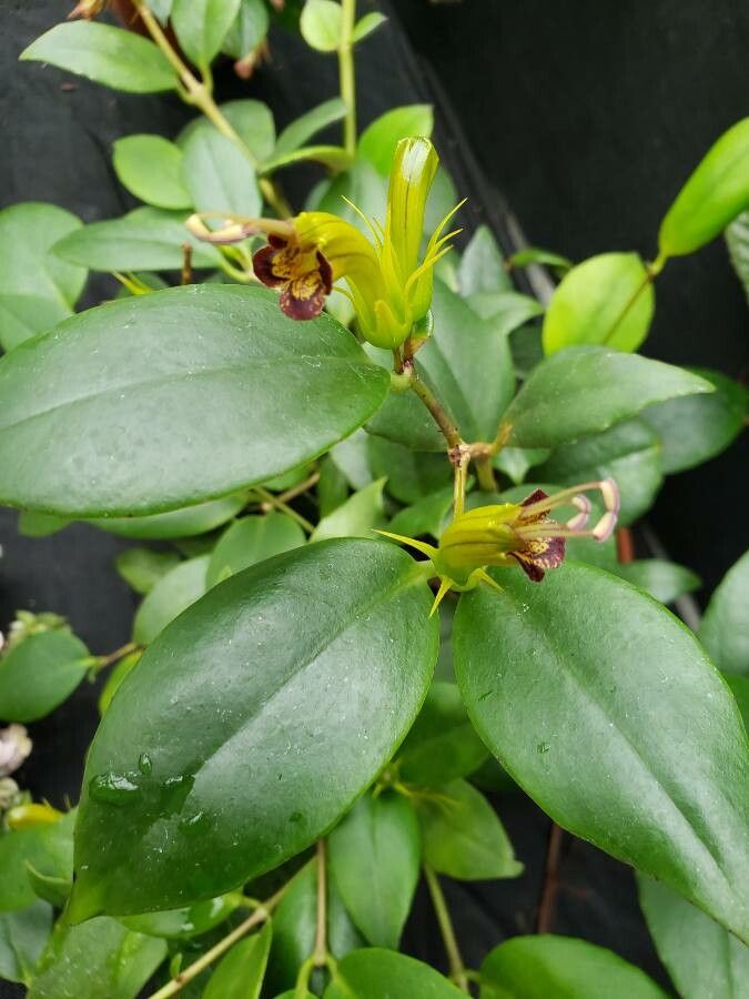 Aeschynanthus batakiorum flower