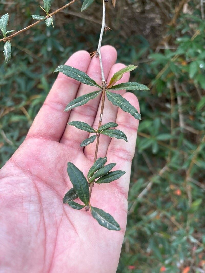 Berberis pruinosa leaf