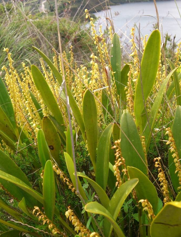 Stelis formosa — houseplant care guide