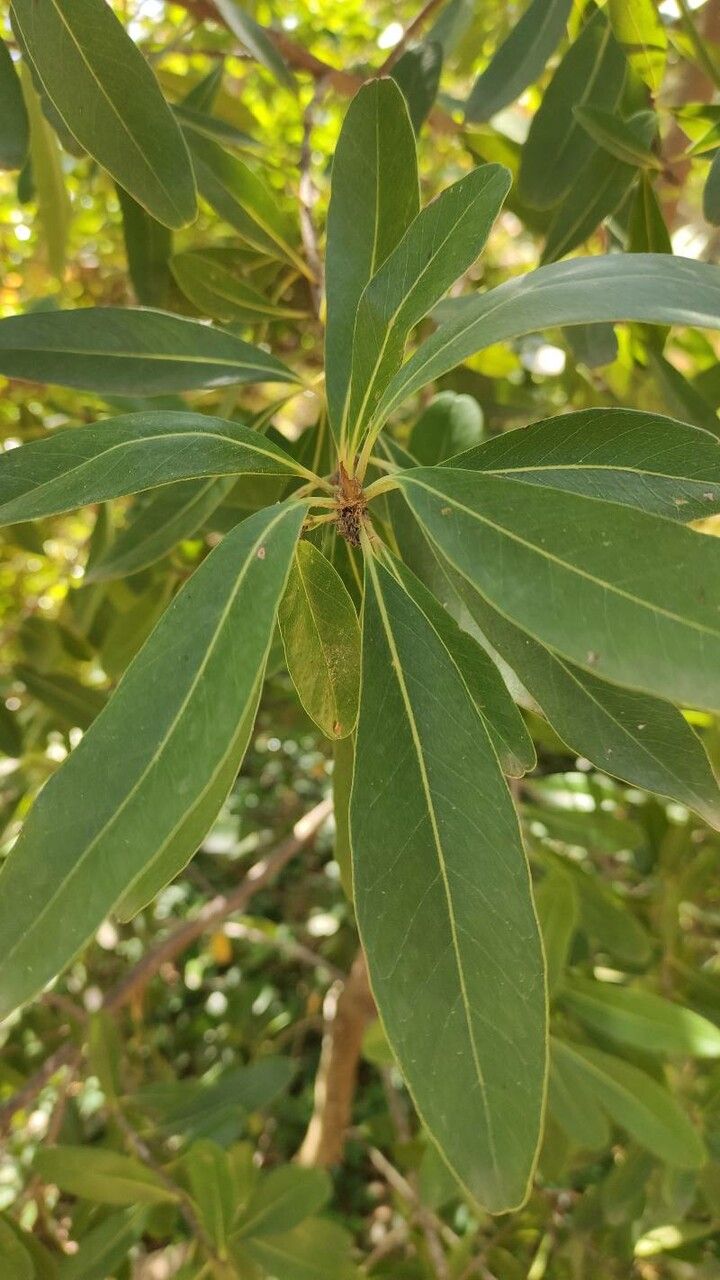 Sideroxylon inerme leaf