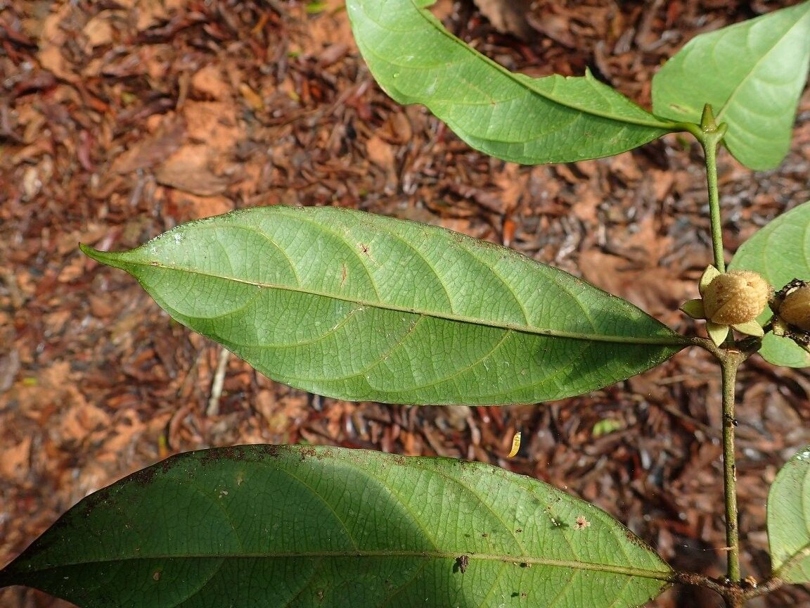 Cassipourea schizocalyx — search result for 'Cassipourea'