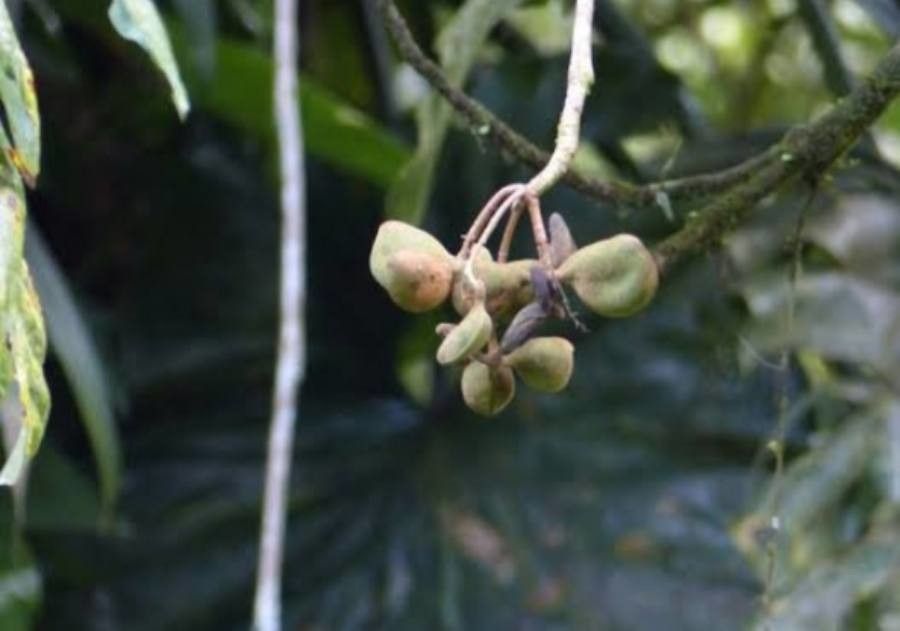 Sterculia caribaea fruit