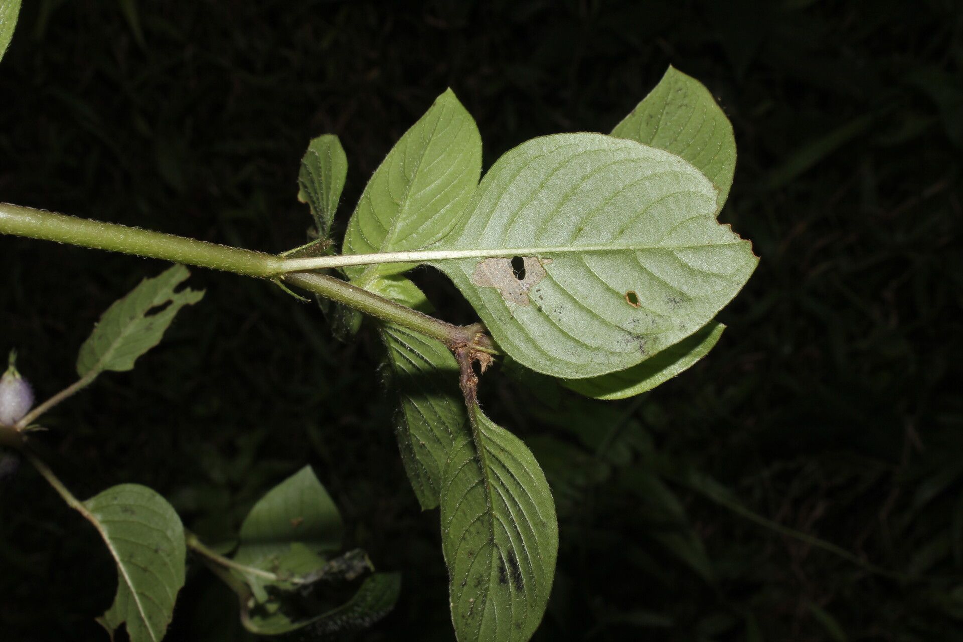 Coccocypselum herbaceum leaf