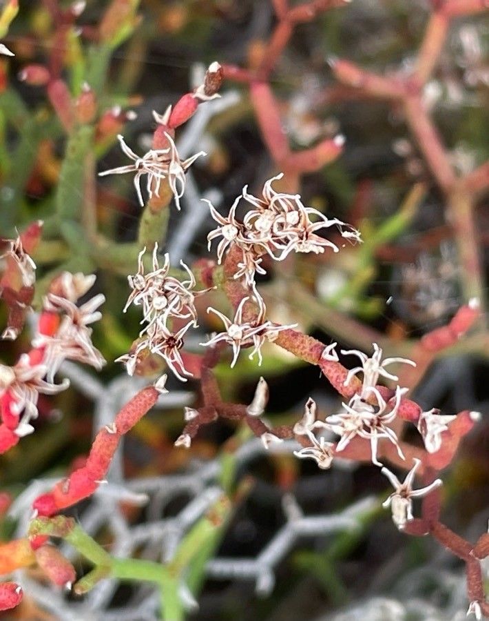 Limonium strictissimum flower