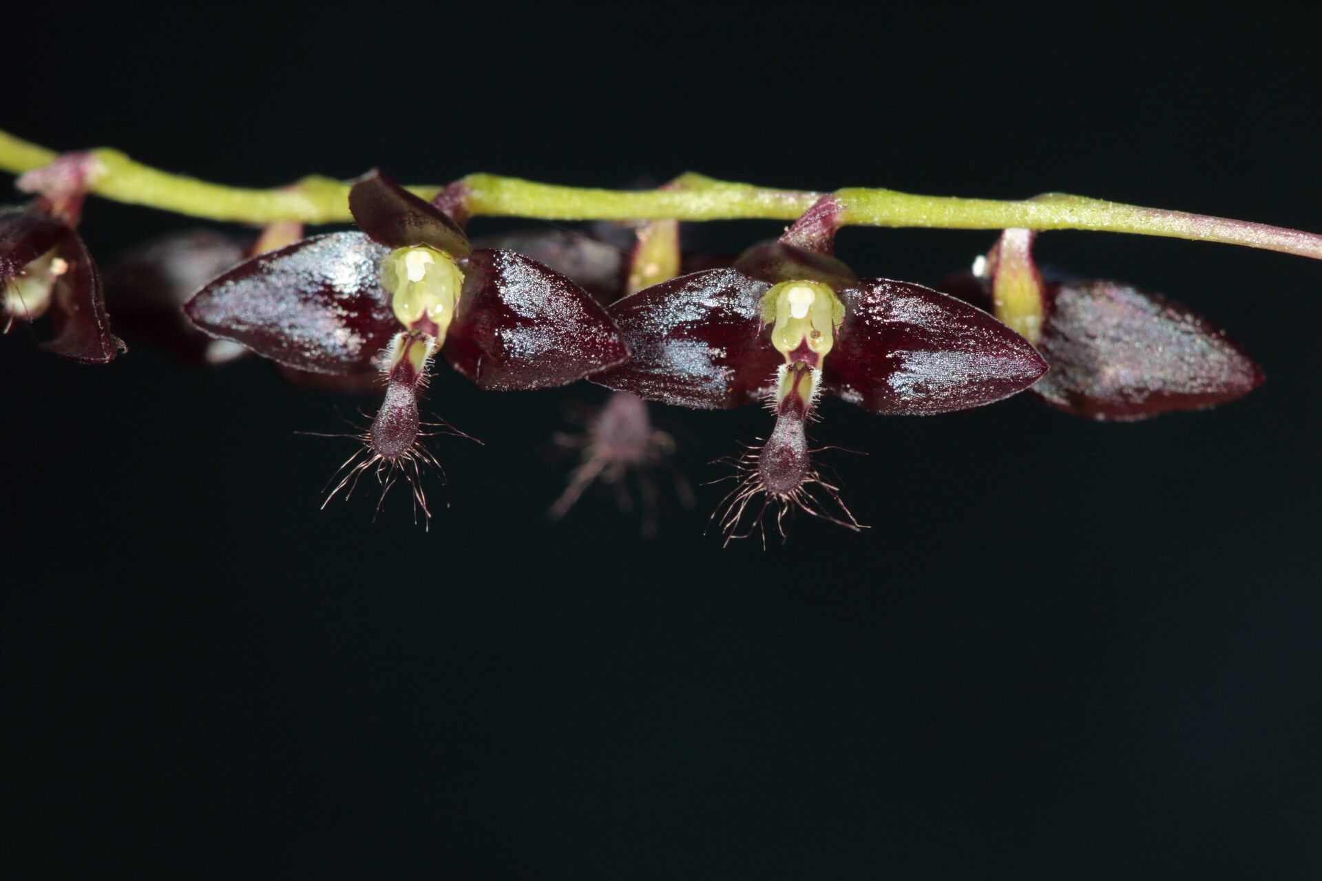Bulbophyllum boiteaui flower