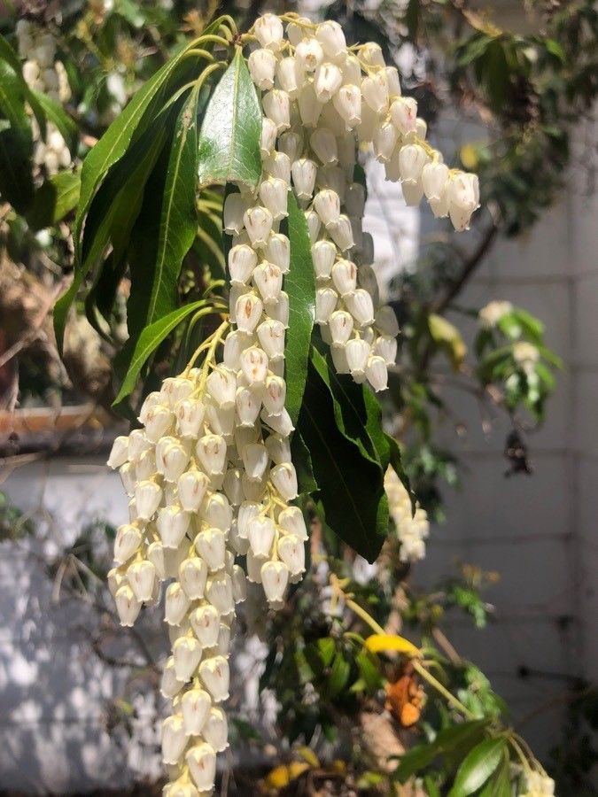 Leucothoe davisiae — search result for 'Ericaceae'