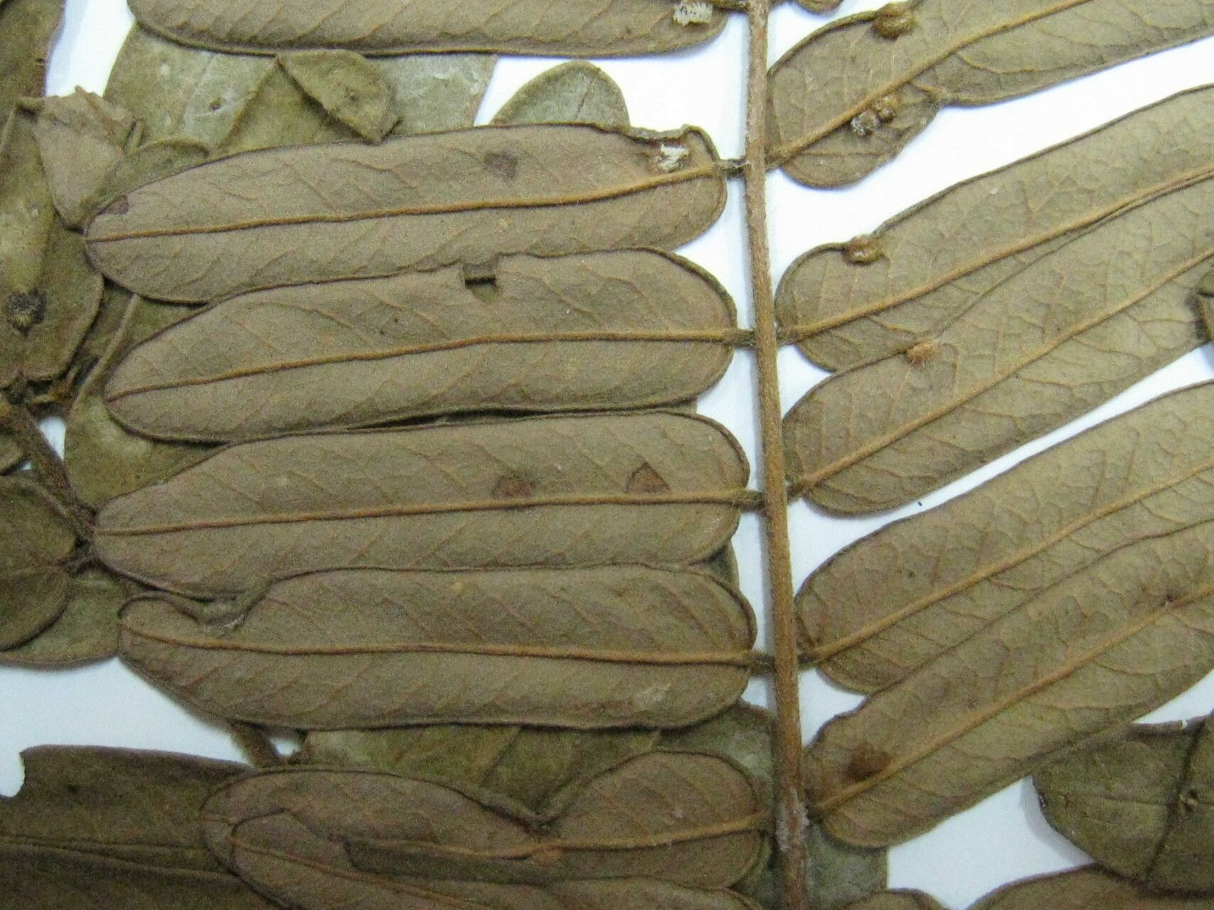 Hymenolobium excelsum — related species from the same genus