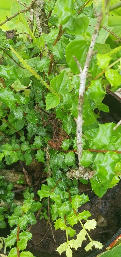 Malpighia coccigera leaf