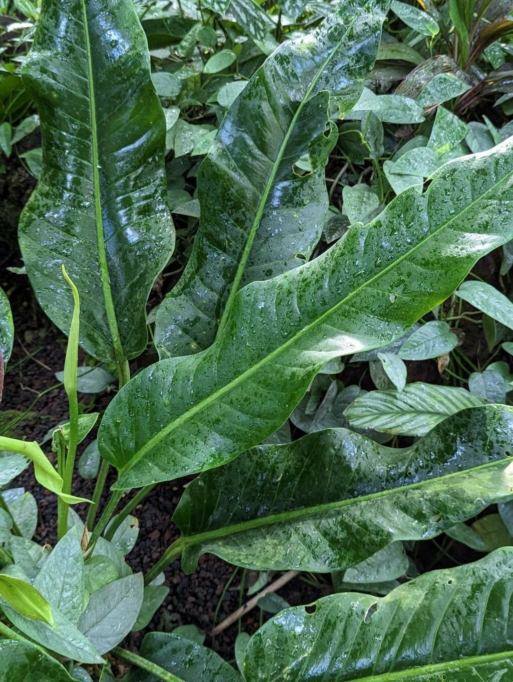 Anthurium martianum — houseplant care guide