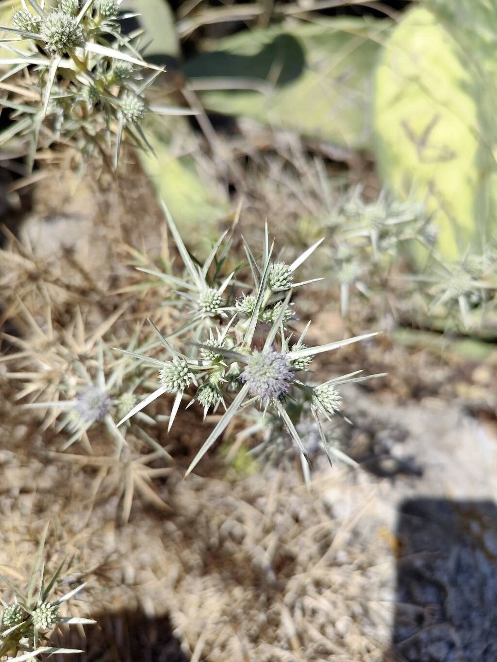 Eryngium glomeratum — search result for 'Eryngium'