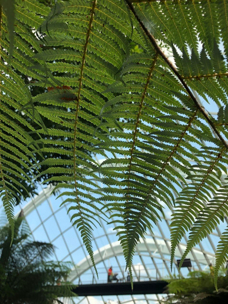 Sphaeropteris glauca leaf