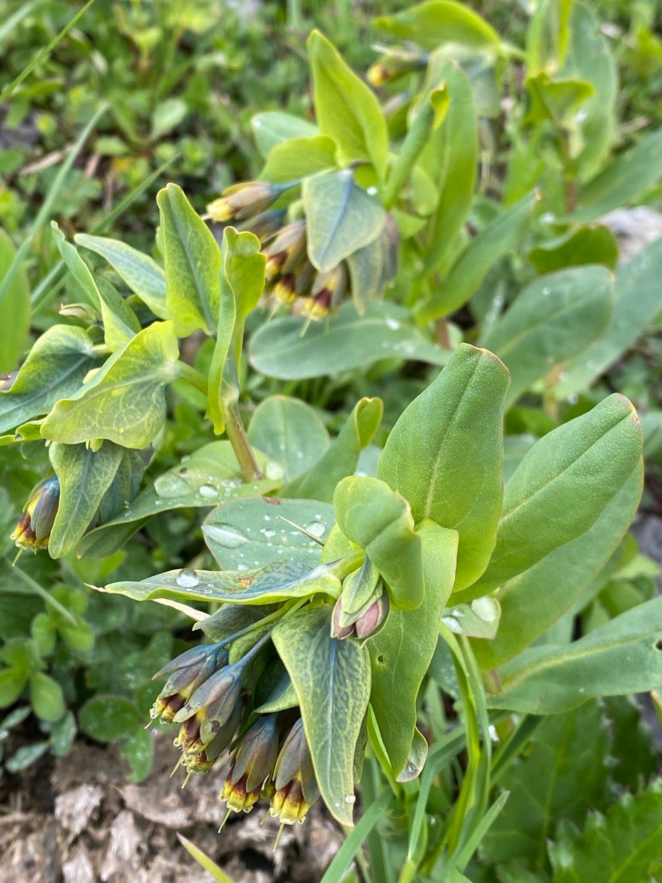 Cerinthe glabra flower
