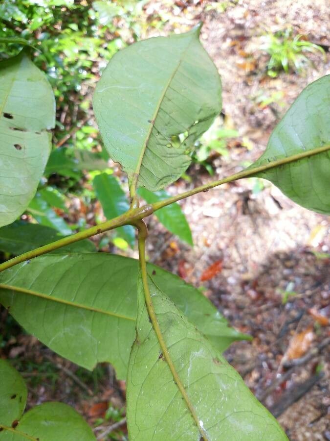 Tapirira bethanniana leaf