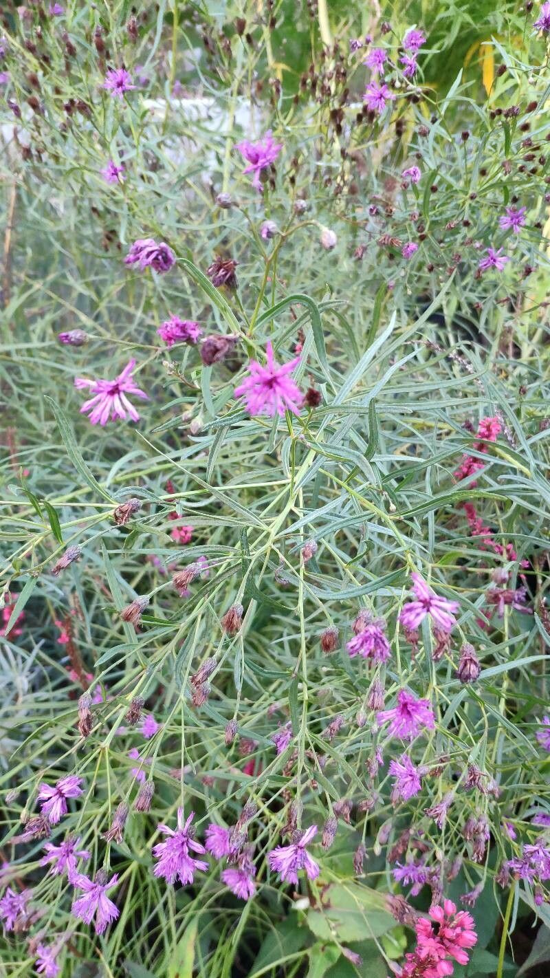 Vernonia angustifolia leaf