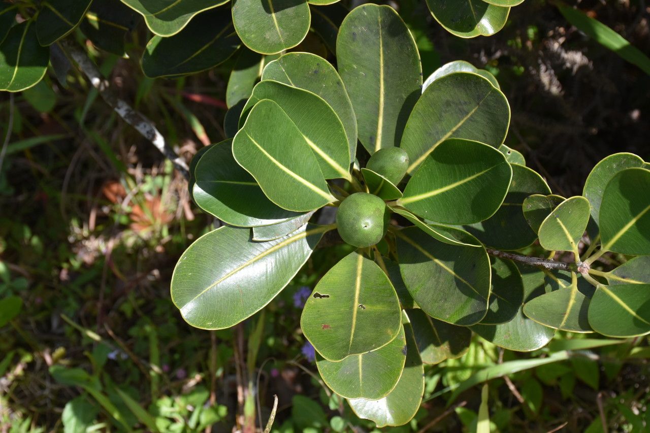 Mimusops erythroxylon habit