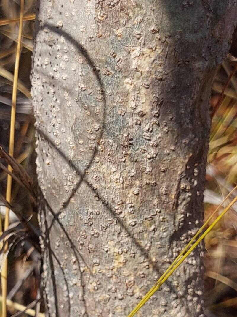Dalbergia trichocarpa bark