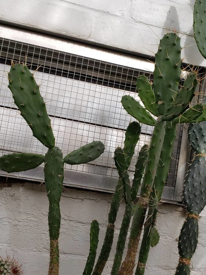 Nopalea dejecta habit