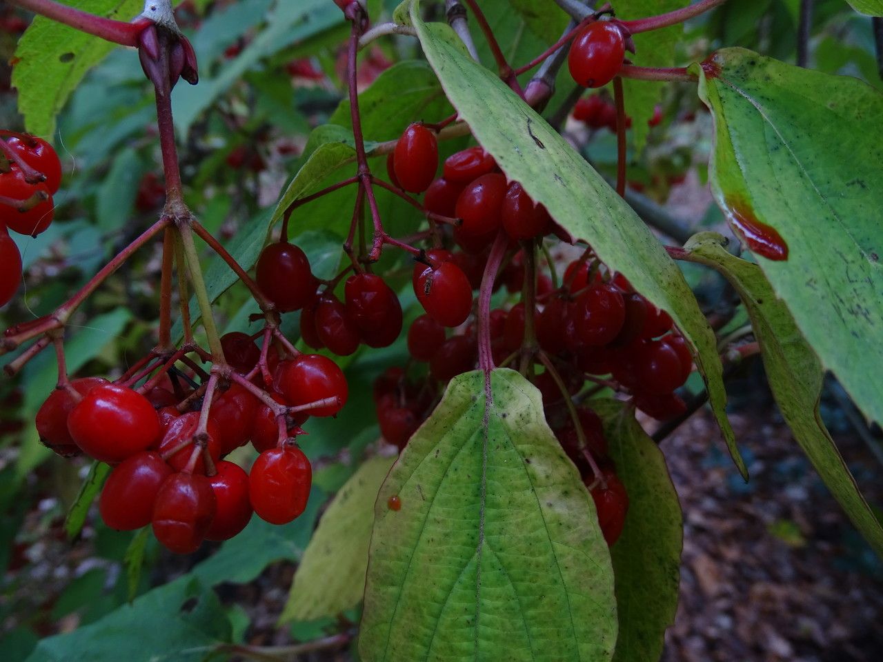 Viburnum setigerum fruit
